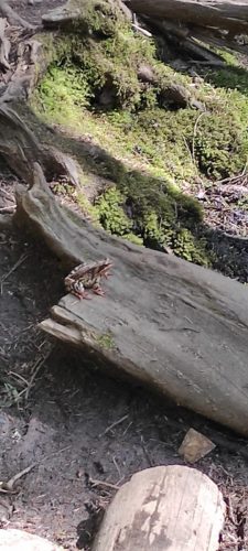 Naturreservat Skurugata - Frosch