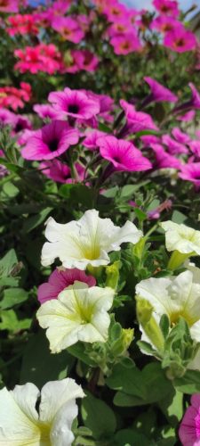 Blumiges Eksjö