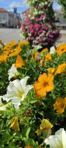 Blumiges Eksjö