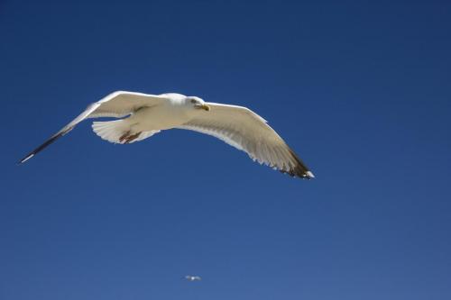 Möwe