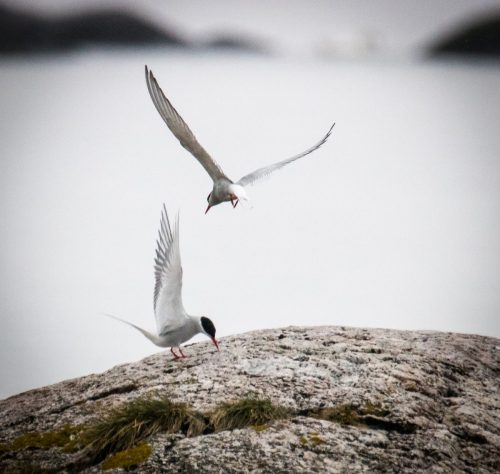 Seeschwalben unter sich