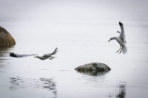 Immer Ärger mit den Nachbarn