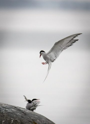 Artistische Seeschwalben