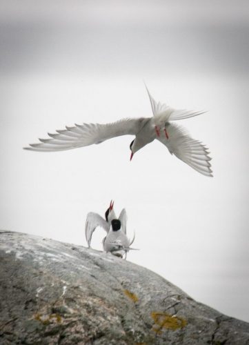 Artistische Seeschwalben