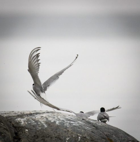 Artistische Seeschwalben