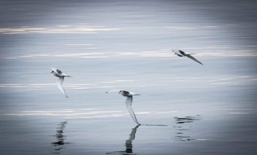 Artistische Seeschwalben