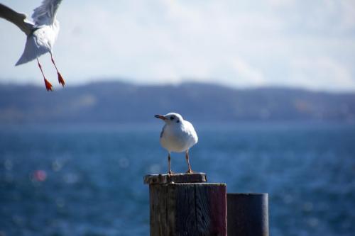 Möwe