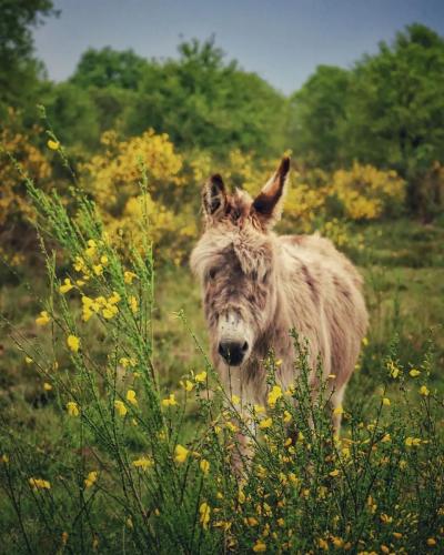 Poitou-Esel in der Wahner Heide
