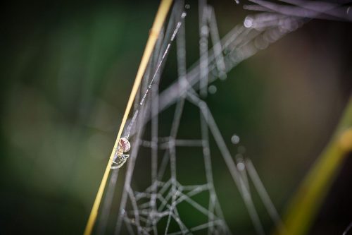 Spinne bei der Arbeit