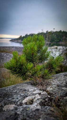 Die Natur bahnt sich ihren Weg