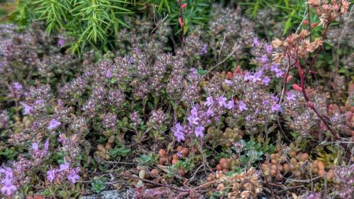 Wilder Thymian (Thymus serpyllum)