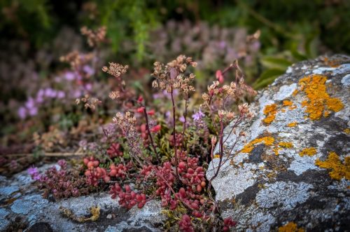 Typische und häufige Pflanze aus der Sedum-Familie (Fettehenne)