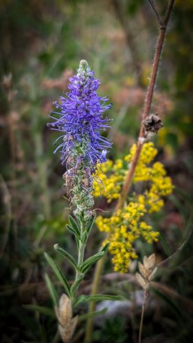 Ehrenpreis (Veronica spicatum)