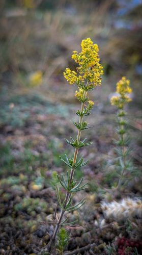 Echtes Labkraut (Galium verum)