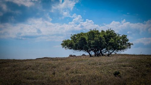 Alvar - eine weitgehend baumlose Trockenlandschaft