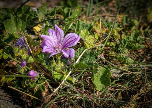 Wilde Malve (Malva sylvestris)