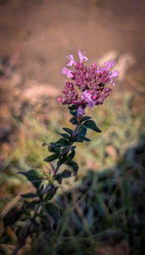 Wilder Oregano (Origanicum vulgare)