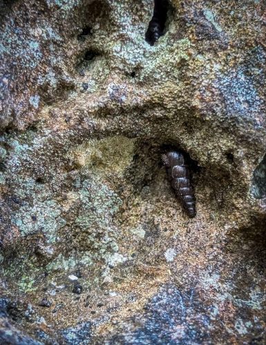 Eine winzigkleine Schnecke (etwa halb so groß wie der Nagel des kleinen Fingers) - ernährt sich von Flechten
