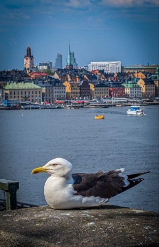 Möwe vor Skyline