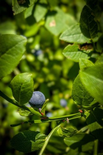 Blaubeerzeit