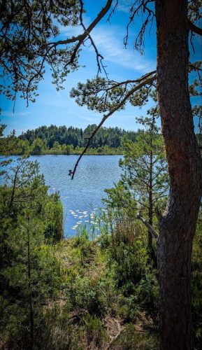 Ein ruhiger Waldsee