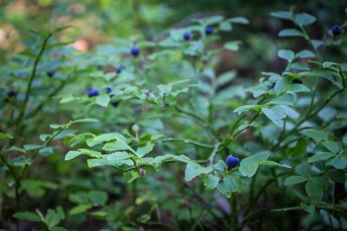 Blaubeeren säumen den Wegesrand
