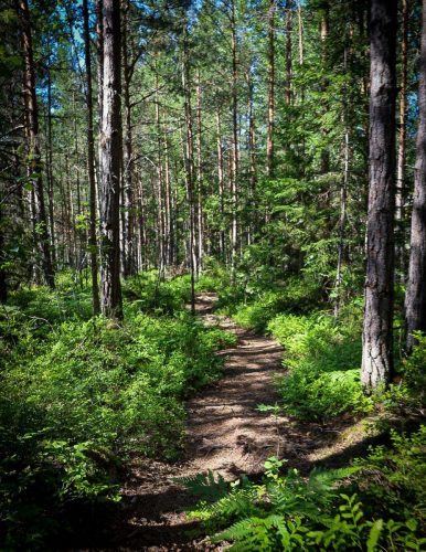 Wanderung zwischen Kiefern, Felsen, Flechten und tausenden Blaubeerbüschen