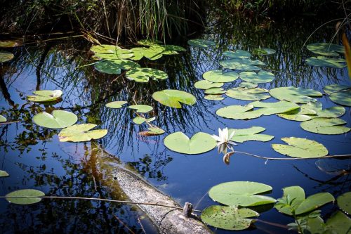 Das Wasser ist bräunlich von der Moorsäuren