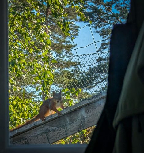 Ein neugieriger Besucher am Nachmittag