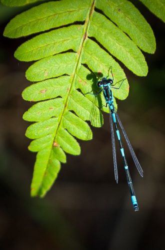 Libelle