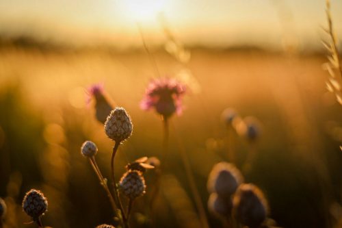 Wildblumen am Wegesrand