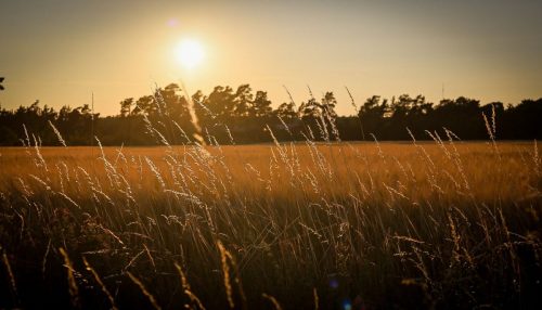 Fields of gold