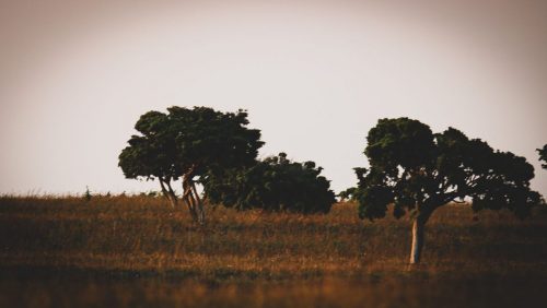 Naturschutzgebiet Närsholmen - Landschaft ist geprägt von Wacholder-Heide