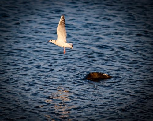 Naturschutzgebiet Närsholmen - ein Paradies für Vögel