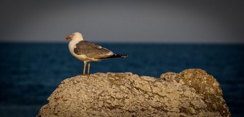 Naturschutzgebiet Närsholmen - ein Paradies für Vögel