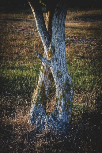 Naturschutzgebiet Närsholmen - spärlicher Bewuchs von größeren Pflanzen