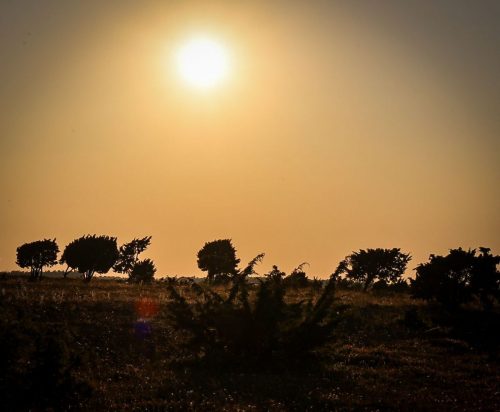 Naturschutzgebiet Närsholmen - savannenartige Landschaft