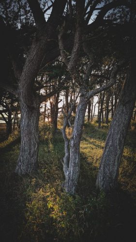 Naturschutzgebiet Närsholmen - Ein lichter, kleiner Kiefernwald