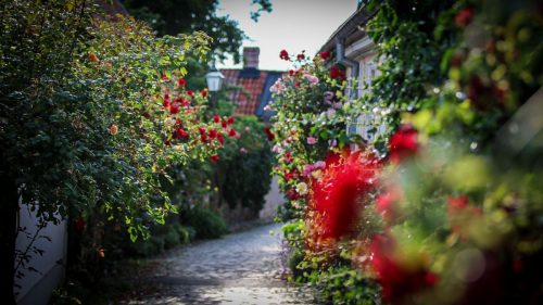 Fiskargränd - die wohl meist fotografierte Gasse Visbys