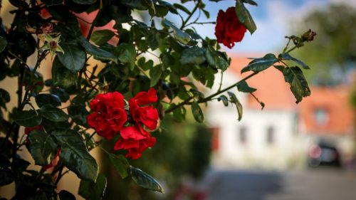 Überall blühen Rosen...