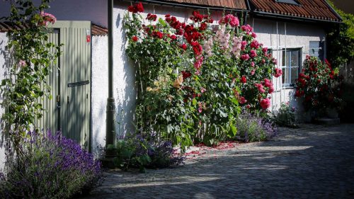 Blumige Wegesränder
