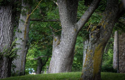 Der Bereich zwischen Ostsee und Stadtmauern wird von großen Bäumen geprägt