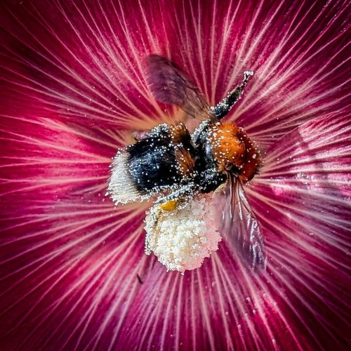 Ein Paradies für Bienen, Hummeln und andere Insekten - aber auch wir lieben den intensiven Duft in der Stadt