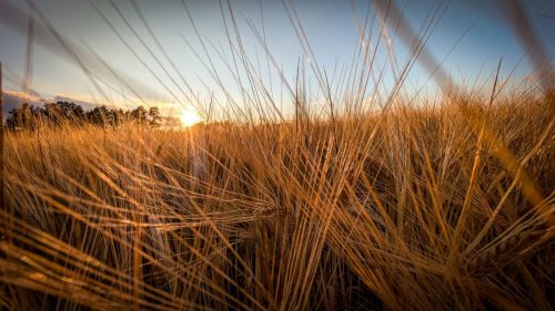 Gerste - eines der Hauptgetreide auf Gotland