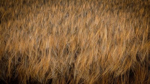 Ein Bett am Kornfeld