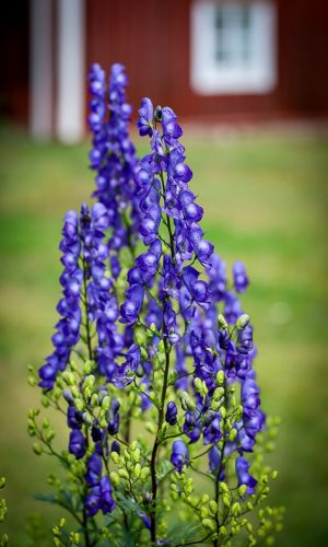 Blumenpracht