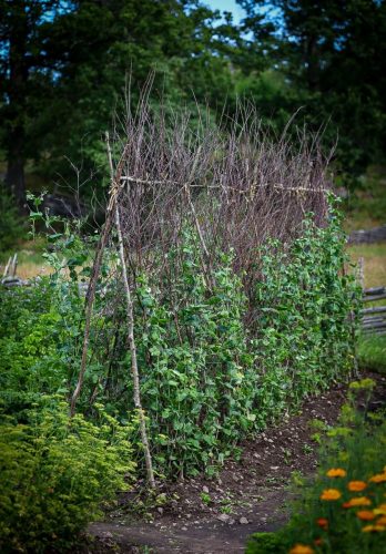 Bauerngarten