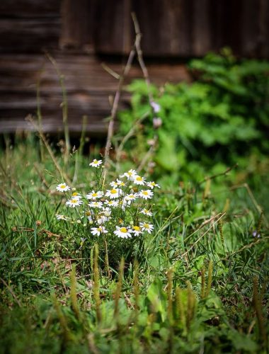Wilde Blumen