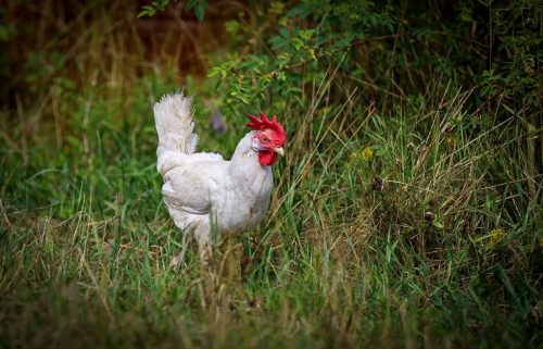 Huhn