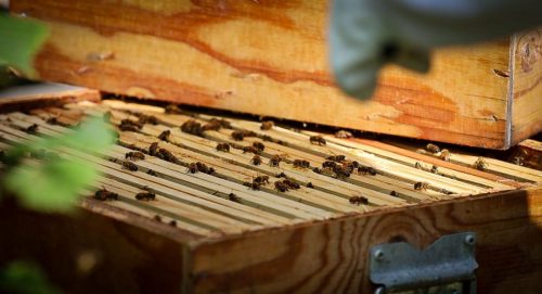 Bienenstock